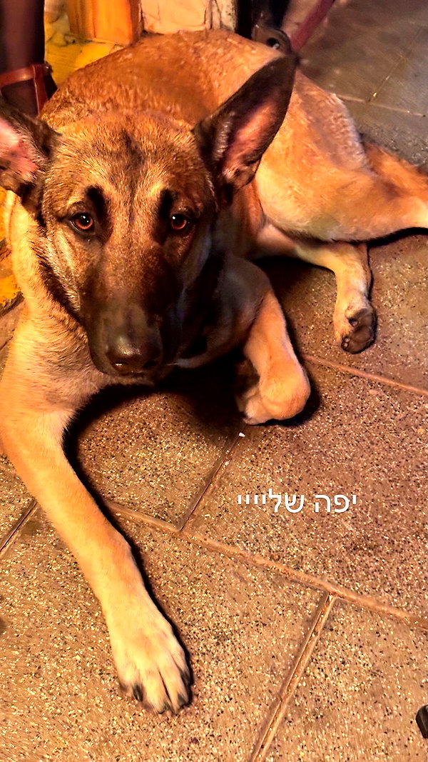 alma.almog instagram image archive image