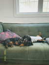 libby_reut Altpins Profile Picture