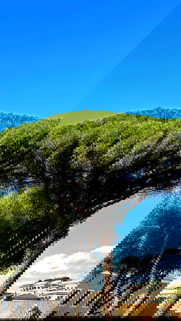 manjolamuriqi manjolamuriqi archive image