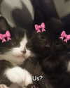 milkiwifey Altpins Profile Picture