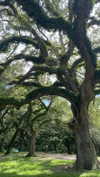 teakitten_ Altpins Profile Picture