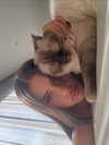 leahhalton Altpins Profile Picture