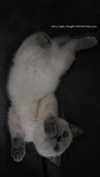 b.zohar Altpins Profile Picture