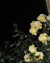 _kybelle Altpins Profile Picture