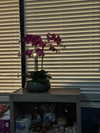astarwbry_ Altpins Profile Picture