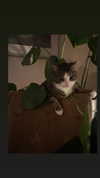 jahia_brown Altpins Profile Picture