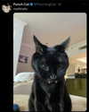catl0verr69 Altpins Profile Picture