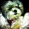 ashleybenson Altpins Profile Picture
