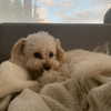 camimendes Altpins Profile Picture