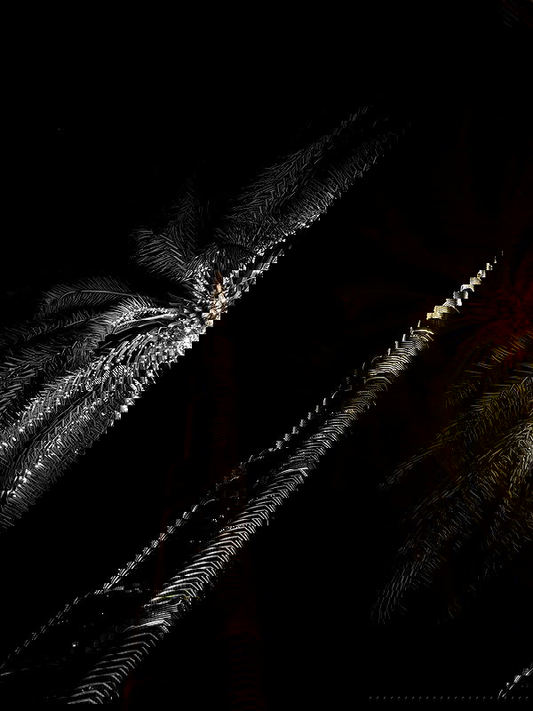 pollcherri pollcherri archive image