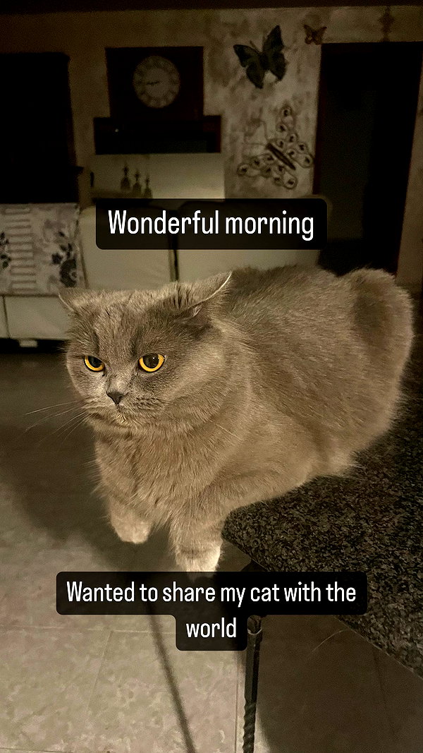 chibinekopurr instagram image archive image