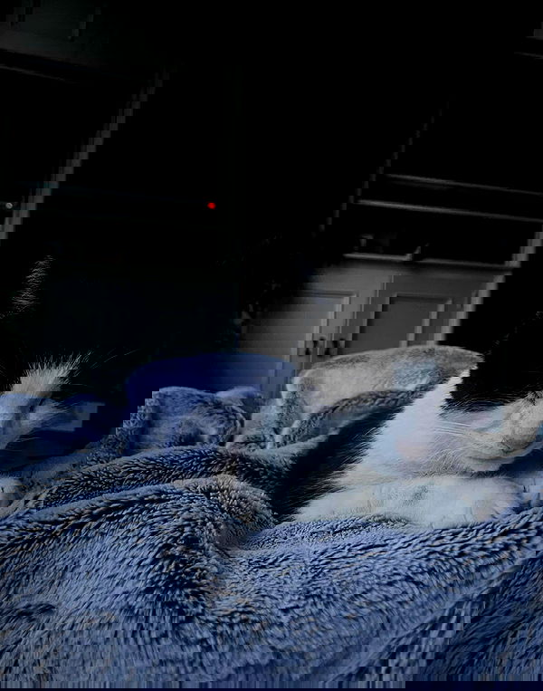 kitty.elliss kitty.elliss archive image