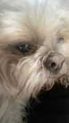 violetpau_ Altpins Profile Picture