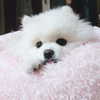 dear.zia Altpins Profile Picture