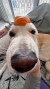 galibilaus Altpins Profile Picture