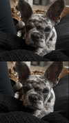 rott3nbambi Altpins Profile Picture