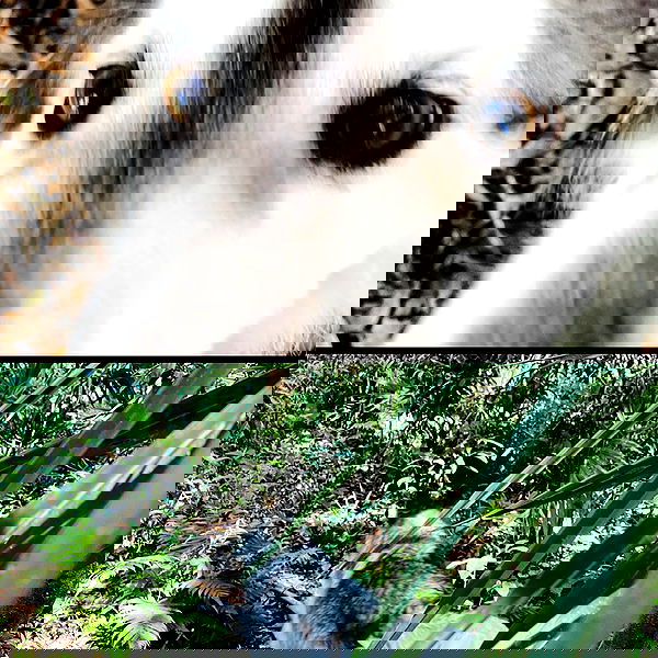 missnyxdawn missnyxdawn archive image