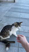 mishel116 Altpins Profile Picture