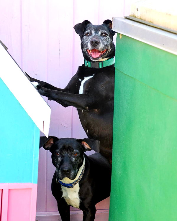 vanderpumpdogs archive image