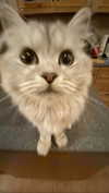 f4iryybl00d Altpins Profile Picture