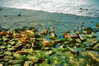 bugz4brainz Altpins Profile Picture