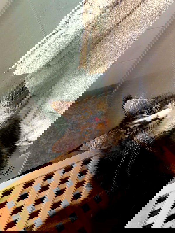 silkton image ~ Altpins