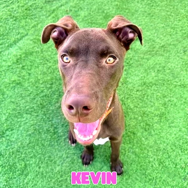 vanderpumpdogs instagram image archive image