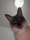 lissi77 Altpins Profile Picture