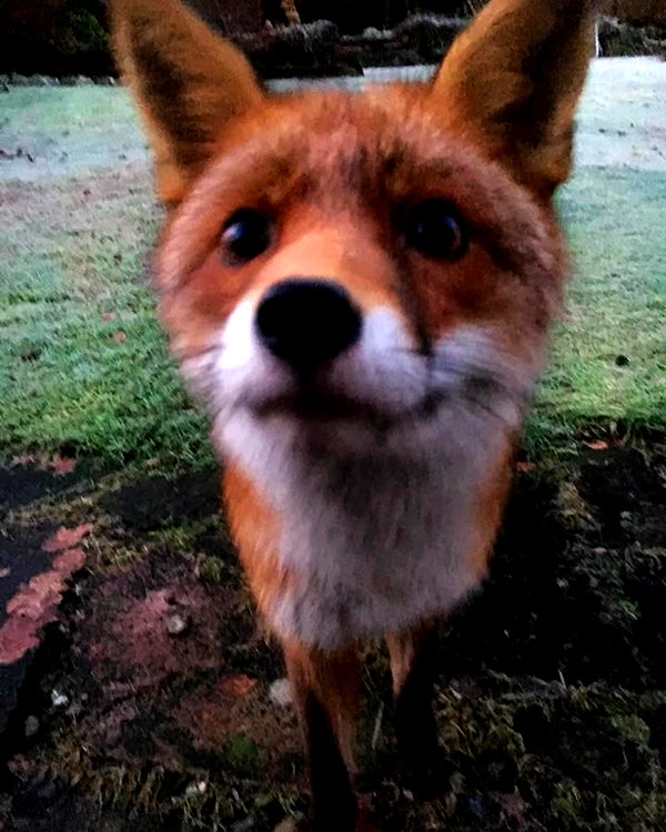 pipssqueakss instagram image archive image