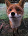 pipssqueakss Altpins Profile Picture
