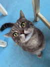 tooonytoony Altpins Profile Picture