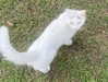 thekallinan Altpins Profile Picture