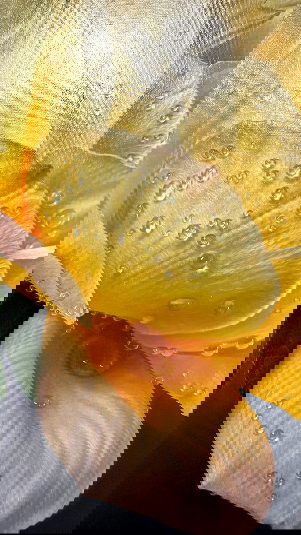 tamagotkri tamagotkri archive image