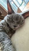 marilyn_damaged Altpins Profile Picture
