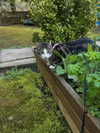 jahia_brown Altpins Profile Picture