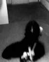 djbabysosh Altpins Profile Picture