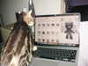 lolontlia Altpins Profile Picture