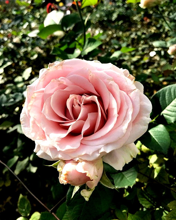 elizabethcampbelljones instagram image archive image