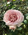elizabethcampbelljones Altpins Profile Picture