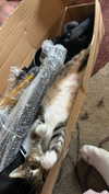 olivia.bolgerr Altpins Profile Picture