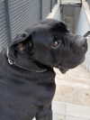 noa.benhemo Altpins Profile Picture