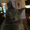alexandradaddario Altpins Profile Picture