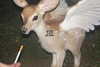 shirushxd Altpins Profile Picture