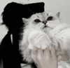 svgarbvnnies Altpins Profile Picture