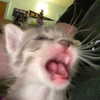 glowmoonshorty Altpins Profile Picture