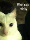 ellaexplicit_ Altpins Profile Picture