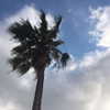 evasela__ Altpins Profile Picture