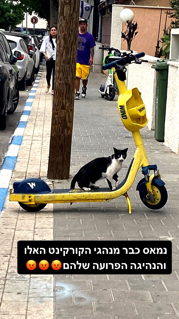 Archived image from @yam_adler on Instagram