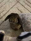 danielle.mercedie Altpins Profile Picture