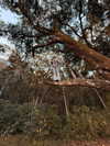 elowen.fawn Altpins Profile Picture